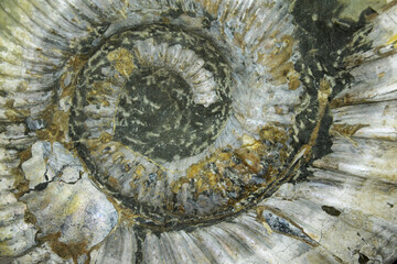 An ammonite shell, an ancient fossil. Ammonites are a group of marine fossils that are found in...