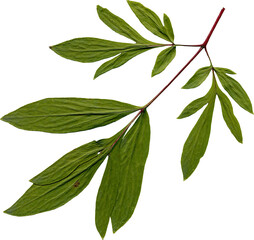 Isolated realistic colorful leaf on white background. Organic decorative element.