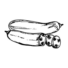 Sketch hand drawn of cucumber illustration