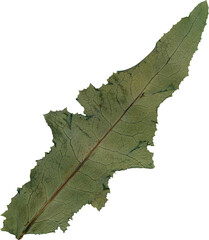 Isolated realistic colorful leaf on white background. Organic decorative element.