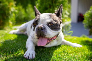 Fototapeta premium French Bulldog is resting in a sunny garden with a green lawn