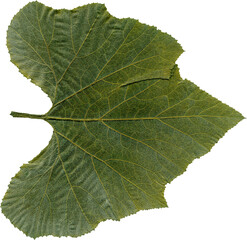 Isolated realistic colorful leaf on white background. Organic decorative element.