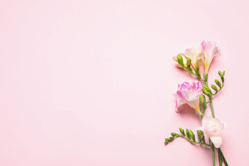 Fototapeta na wymiar Beautiful blooming freesias on pink background, top view. Space for text