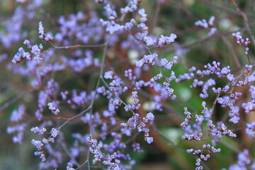 Delicate, small, blue flowers of the Kermek plant on a blurred background.