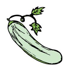 Sketch hand drawn of cucumber illustration