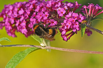 Bumblebee and pink flowers of Buddleja davidii (summer lilac, butterfly-bush)