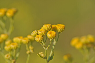 Yellow flowers of the Tanacetum balsamita plant