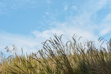 Fototapeta premium grass and sky