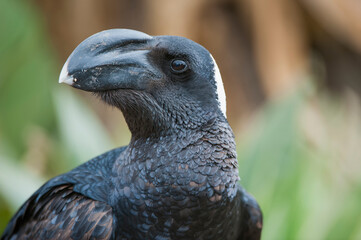 Thick-billed Raven (Corvus crassirostris), Simien mountains national park, Amhara region, North Ethiopia