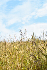 wheat field and blue sky