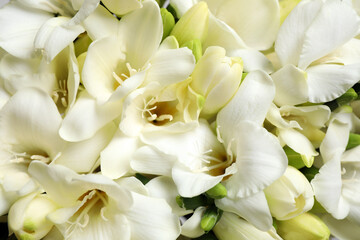 Fototapeta na wymiar Beautiful aromatic freesia bouquet as background, closeup