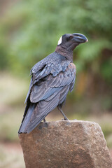 Thick-billed Raven (Corvus crassirostris), Simien mountains national park, Amhara region, North Ethiopia