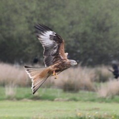 A Red Kite in flight