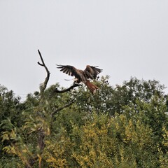 A Red Kite in flight