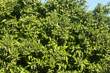Green citrus leaves and fruit