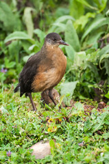 Rouget's Rail (Rougetius rougetii), Bale mountains national park, Ethiopia