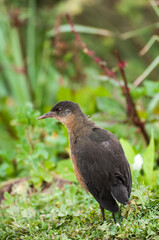 Rouget's Rail (Rougetius rougetii), Bale mountains national park, Ethiopia
