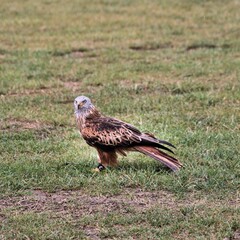 A Red Kite on the ground