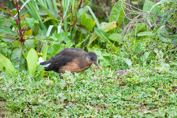 Rouget's rail (Rougetius rougetii) eating a worm, Bale mountains national park, Ethiopia