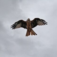A Red Kite in flight