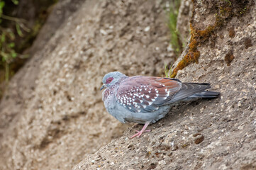 Speckled Pigeon (Columba guinea), Simien mountains national park, Amhara region, North Ethiopia