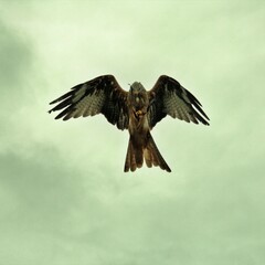 A Red Kite in flight