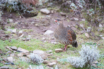 Chestnut-naped Francolin (Francolinus castaneicollis), Bale mountains national park, Ethiopia