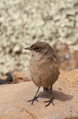 Moorland Chat or Alpine Chat (Cercomela sordida), Bale mountains national park, Ethiopia
