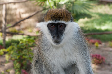 Vervet Monkey (Cercopithecus aethiops), Cercopithecidae Family, Awasa, Ethiopia