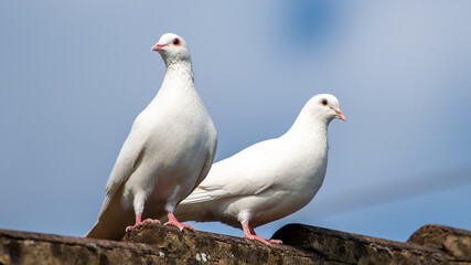 white pigeon on a rock