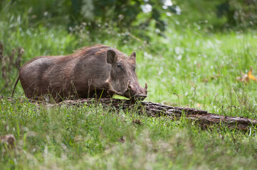 Eritrean Warthog (Phacochoerus africanus aeliani), Bale Mountains, Ethiopia