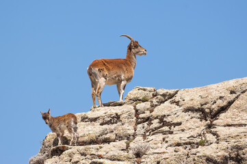 Walia Ibex (Capra walie), Simien mountains national park, Amhara region, North Ethiopia - obrazy, fototapety, plakaty