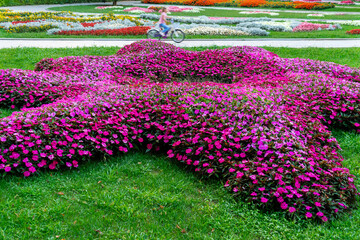 Star shaped magenta flowers arrangement in a park where a child is riding the bike. - 374927392
