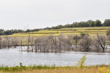 lake in the forest