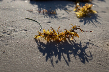 green and yellow seaweed on the yellow sand in the beach of Cuba
