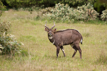Male mountain Nyala (Tragelaphus buxtoni) or Balbok, Bale Mountains, Ethiopia