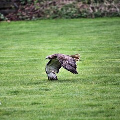 red tailed hawk