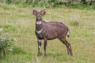 Male mountain Nyala (Tragelaphus buxtoni) or Balbok, Bale Mountains, Ethiopia