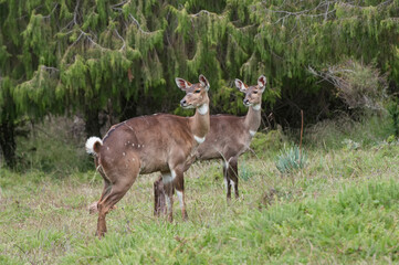 Mountain Nyalas (Tragelaphus buxtoni) or Balbok, Bale Mountains, Ethiopia