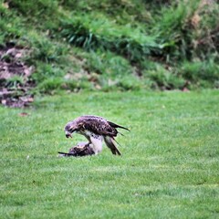 red tailed hawk