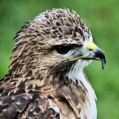 red tailed hawk