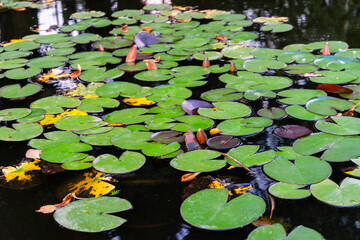 Water lily leafs and blooming flowers floating on a pond in a park. - 374927756
