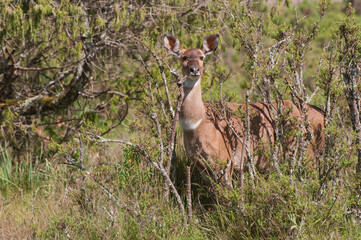 Mountain Nyala (Tragelaphus buxtoni) or Balbok, Bale Mountains, Ethiopia