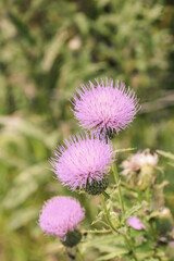 purple thistle flower