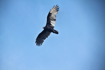 A Turkey Vulture in flight