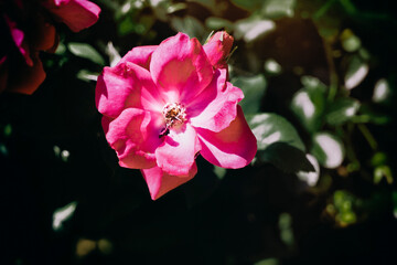 Fototapeta na wymiar pink hibiscus flower