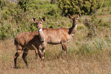 Female mountain Nyala (Tragelaphus buxtoni) or Balbok, Bale Mountains, Ethiopia