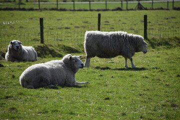 Owce na polanie © Zuzanna