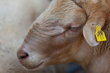 Retrato de un carnero de raza Rouge du Roussillon
