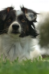 Primo piano di un cagnolino bianco e nero sul prato con sguardo vigile